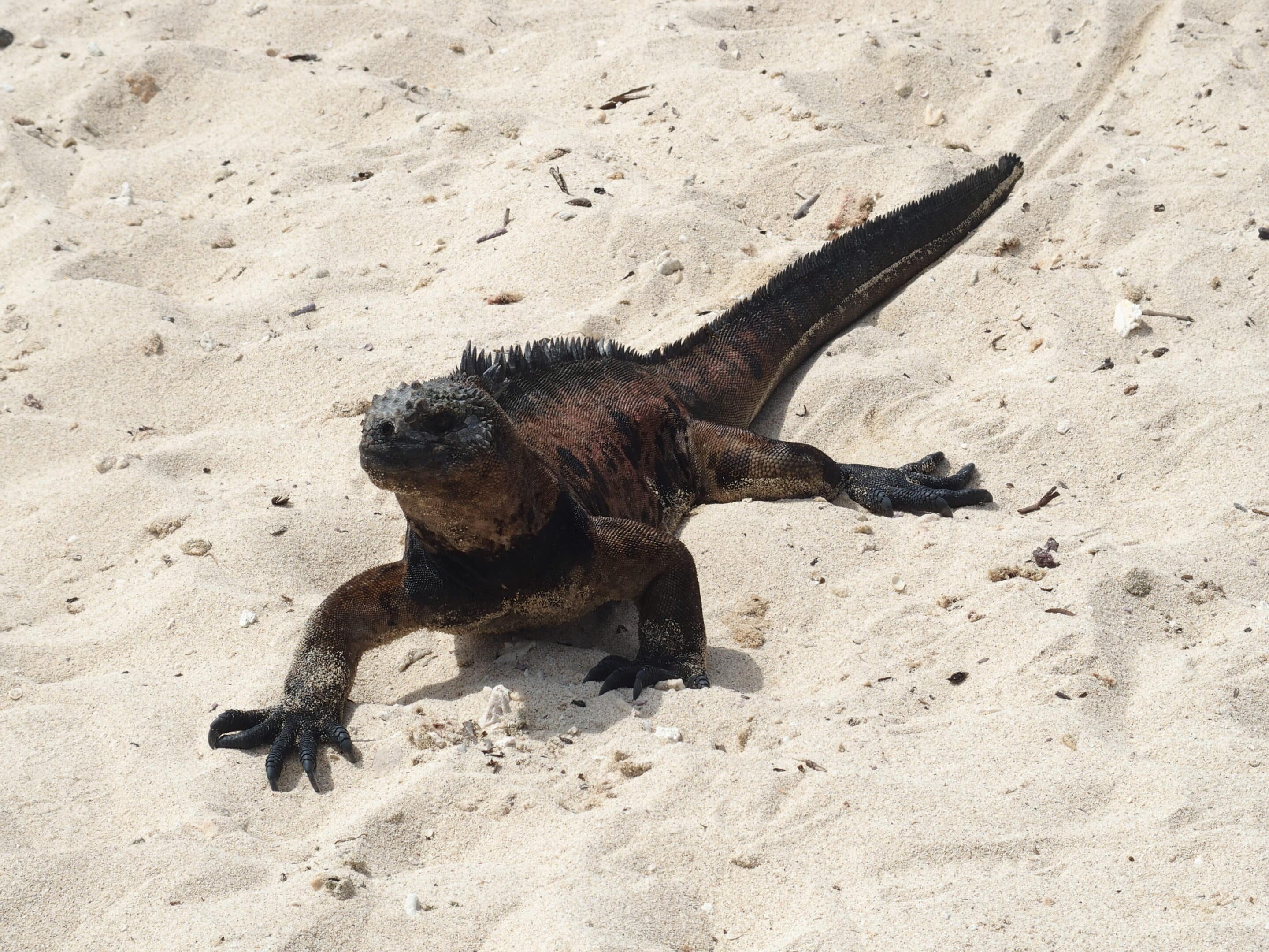 Iguane qui se dandine sur la plage - Galapagos