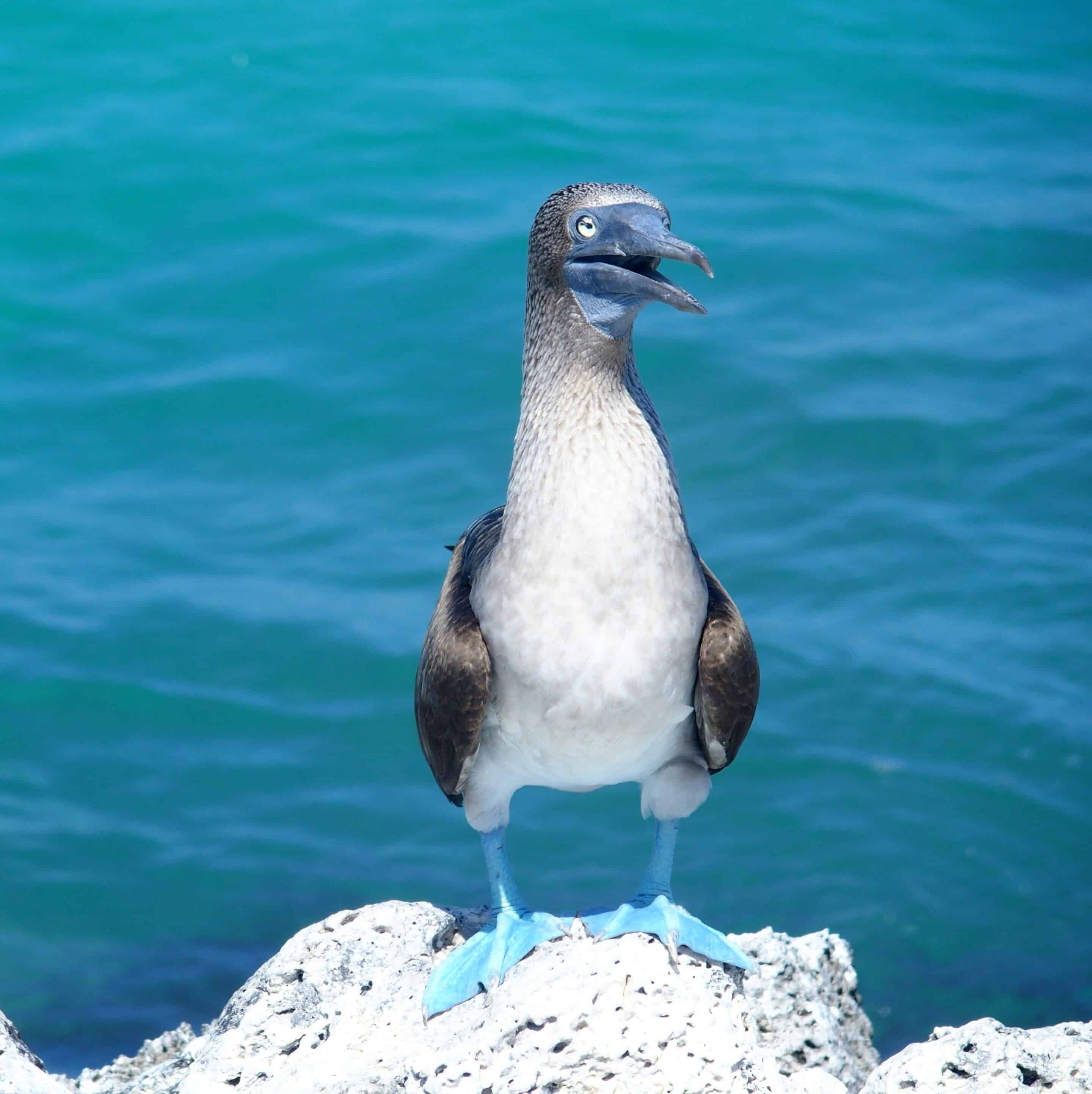 Fou à pattes bleues - Galapagos