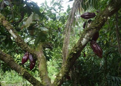 Cabosses cacaoier Equateur