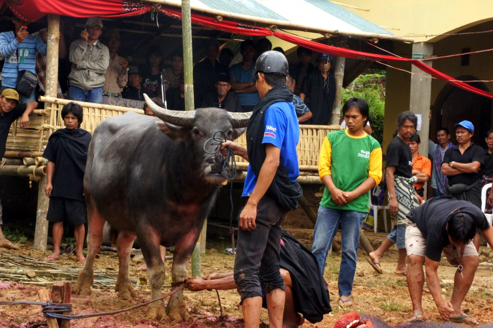 Buffle en attente exécution Pays Toraja Sulawesi Indonésie