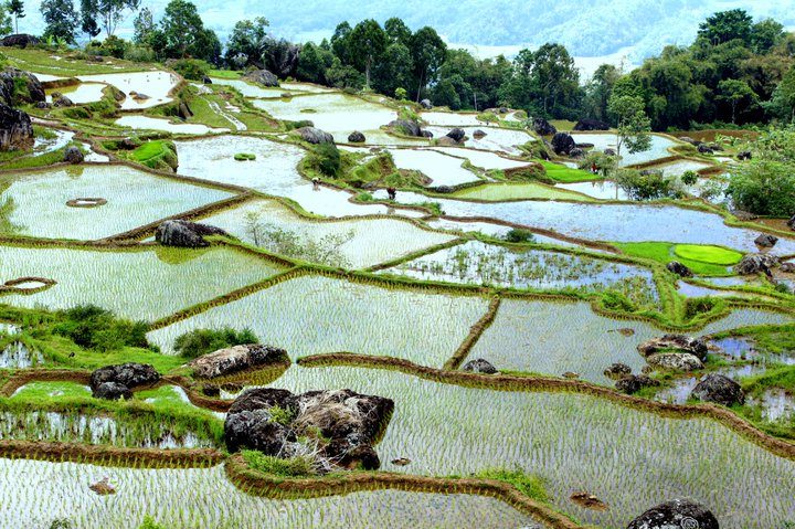 Rizières Sulawesi